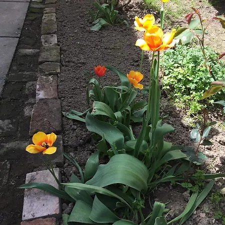 Crown Street Garden Appartamento